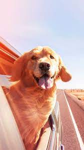 Haustiere Hashtags Hashtags Haustiere New Hashtags Haustiere Cute Dog Wallpaper Beautiful Dogs Cute Animals
