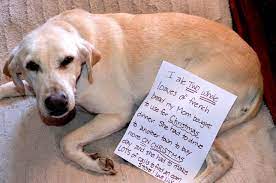 I Ate Two Whole Loaves Of French Bread My Mom Bought To Use For Christmas Dinner She Had To Drive To Another Town T Dog Shaming Funny Dog Signs Animal Shaming