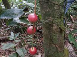 Image result for Flacourtia