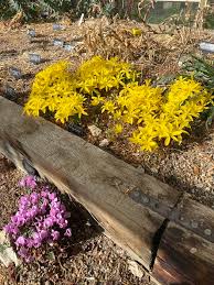 Image result for Cyrtanthus breviflorus