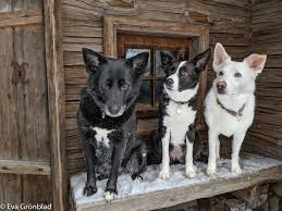 Their loyal nature makes them ideal companions and they make excellent guard dogs. Border Collie X German Shepherd Mix Dogs Home Facebook