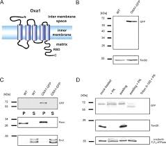 Welcome to inner circle distribution! The Inner Mitochondrial Distribution Of Oxa1 Depends On The Growth Conditions And On The Availability Of Substrates Molecular Biology Of The Cell