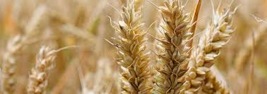 Mimi mais pas gluten free ©cala. Qu Est Ce Que Le Gluten Et Ou Le Trouve T On Les Petits Plats D Arthur