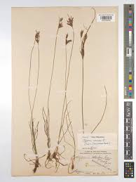 Image result for Cyperus sp. (ex Mariscus sp.no.2)