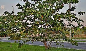 The ice cream bean tree (inga edulis) grows in u.s. Ice Cream Bean Trees Nature S Cotton Candy Epic Gardening