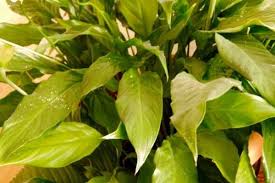 Peace lily overwatered vs under watered plants. Overwatered Peace Lily Signs Reviving Tips Gardening Tips And Tricks