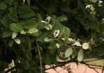 Image result for Combretum obovatum