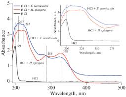 Image result for Endostemon tereticaulis