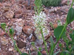 Image result for Vincetoxicum apiculatum