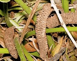 Image result for Ormocarpum zambesianum