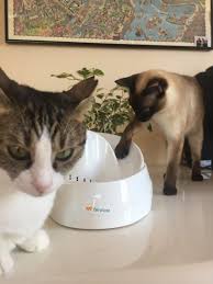 Kedi Su Selalesi En Iyi Kedi Su Pinari Suzionline