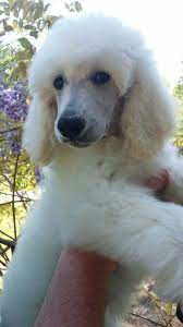 Maybe you would like to learn more about one of these? Pin By April L On Poodles Poodle Puppy Poodle Puppy Standard Cute Dogs