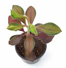 Image result for Euphorbia umbellata