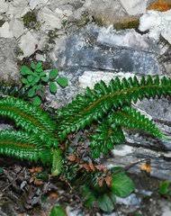 Image result for Polystichum sinense