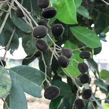 Image result for Dialium guineense