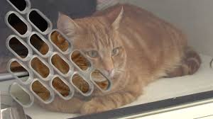 101, let us repeat, 101 shelters participated in the event across 14 states! Upaws To Host Summer Empty The Shelters Adoption Event Sponsored By Bissell Pet Foundation Abc 10 Cw5