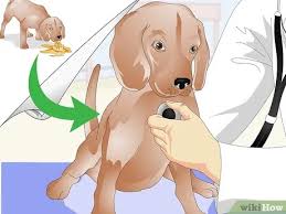 Vaccinate your puppy starting at 9 weeks of age. How To Administer Shots To Dogs 11 Steps With Pictures