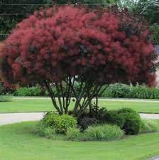 Smoke tree or smoke bush grows relatively slowly to a height of 10 or 15 feet and 10 feet wide. Cotinus Royal Purple Smoke Tree Smoke Tree Smoke Bush Smoke Tree Landscaping