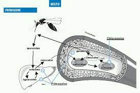 Mechanism Of Action Of Primaquine Malaria Primaquine Interesting Art Art Pieces Art