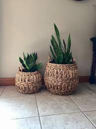 Snake Plant In Baskets From Target Plants In Baskets Snake Plant House Plants Decor