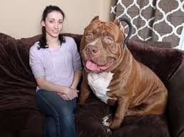 What are your pit bull truths? 175 Pound Pit Bull Hulk Shatters Misconceptions About The Breed Abc News