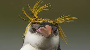 The World S Penguins In One Gallery Cgtn