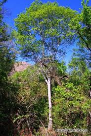 Image result for Celtis africana