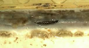 Here are some quick and effective methods to. Grout Worms Lurking In A Well Used Shower Neuse Tile Service