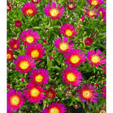 Image result for Duosperma nudantherum