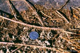 Image result for Aeschynomene bullockii