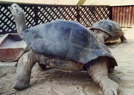 7 Animals That Live Long Lives