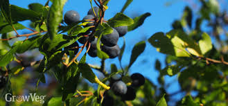 This handbook is intended as a tool for making decisions regarding the control and management of important insect pests in the pacific northwest. Creating An Edible Hedge For Foraging At Home