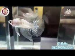 Beberapa daerah yang memiliki basis ikan cupang terbesar yaitu jawa, kalimantan, sumatera dan sulawesi. Cupang Albino Youtube
