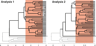 Image result for Petalidium bracteatum