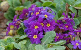 Check out amazing primel artwork on deviantart. Primula Wanda Hybride Wanda Gemischte Farben Garten Teppich Primel