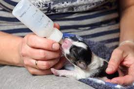 When Do Puppies Start Eating Food Weaning And Diet