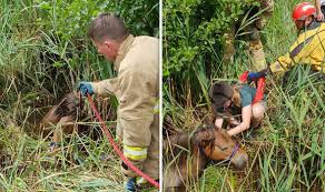 animal rescue: dramatic moment