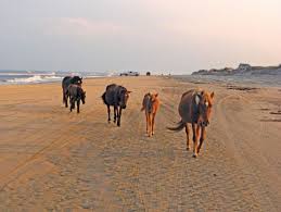 #2 of 32 outdoor activities in corolla. See Legendary Wild Horses Back Beach Wild Horse Tours Corolla Nc Outer Banks Things To Do
