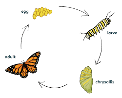 Glue on googly eyes (or draw eyes on) and draw a mouth. Life Cycle Pollinator Quest