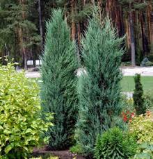 Carefree baker's blue also makes a gorgeous focal point. Blue Arrow Juniper Nwa Plants Inc