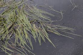 Image result for Glyceria fluitans