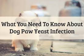 My dog has a yeast infection on his paws. 4 Reasons For Dog Paw Yeast Infection 2021 Guide Updated