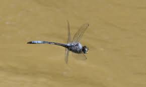 Image result for Xyris natalensis