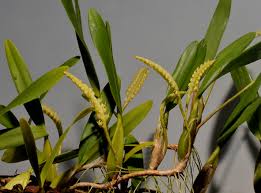 Image result for Bulbophyllum scaberulum
