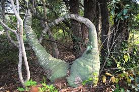 Image result for Adenia glauca