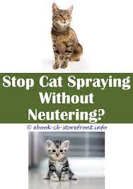 12 Fabulous Stop Cat Marking Territory In House