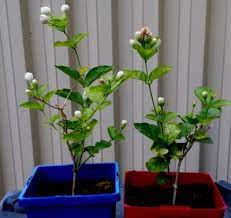 Department of agriculture plant hardiness zones 7 through 10, start the cuttings indoors and transplant them outdoors once they have. Jasmine Propagation How To Grow Jasmine From Cuttings