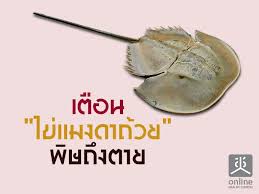 แมงดาถ้วย หรือ แมงดาทะเลหางกลม (carcinoscorpius rotundicauda) เป็นแมงดาชนิดหนึ่งและเพียงชนิดเดียวที่อยู่ในสกุล carcinoscorpius มีรูปร่างกลมและกระดองนูนเหมือนชามหรือ. à¸ªà¸–à¸²à¸™ à¸§ à¸—à¸¢ à¹à¸¥à¸°à¹‚à¸—à¸£à¸— à¸¨à¸™ à¸ª à¸‚à¸ à¸²à¸žà¹à¸« à¸‡à¸Šà¸²à¸•