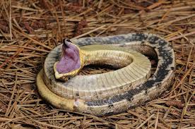 When it is threatened , it goes into a state of stupor , turns on its back and plays dead for its own protection.learn to not make assumptions about. Eastern Hognosed Snake Playing Dead Hognose Snake Snake Deadly Animals