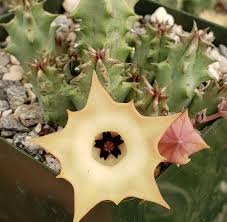Image result for Huernia verekeri